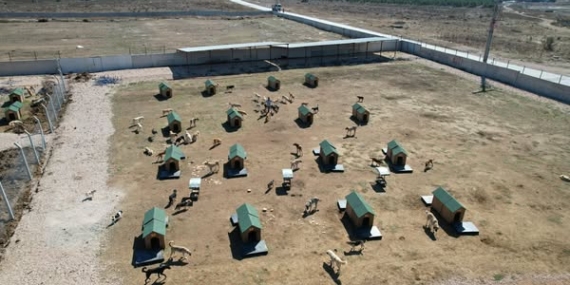 Bandırma’da Sokak Hayvanları İçin İyileştirme Çalışmaları Sürüyor