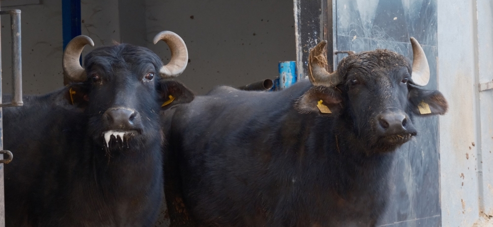 TÜRKİYE'NİN YENİ MANDA IRKI MURANA SÜT VERİMİ İLE DİKKAT ÇEKİYOR YAĞ ORANI KORUNDU SÜT VERİMİ 2 BİN LİTREYE ÇIKTI