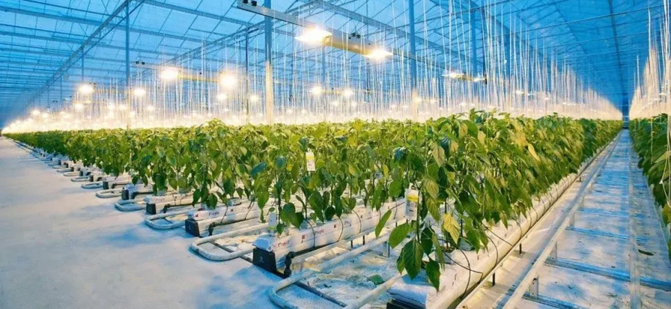 Gönen Sera OTB’ye 1,7 Milyar TL Destek: Bölge Ekonomisine Büyük Katkı
